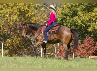 American Quarter Horse, Castrone, 12 Anni, 157 cm, Baio roano