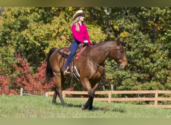 American Quarter Horse, Castrone, 12 Anni, 157 cm, Baio roano