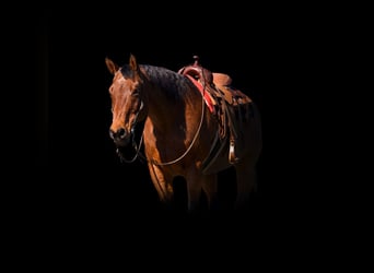 American Quarter Horse, Castrone, 12 Anni, 157 cm, Baio roano