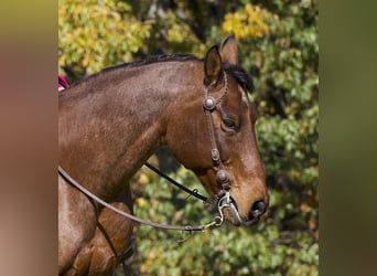 American Quarter Horse, Castrone, 12 Anni, 157 cm, Baio roano