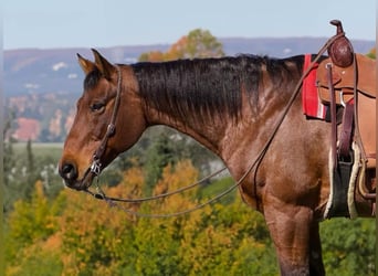 American Quarter Horse, Castrone, 12 Anni, 157 cm, Baio roano