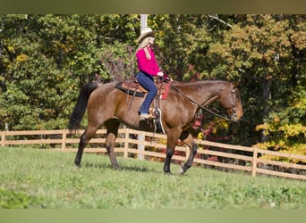 American Quarter Horse, Castrone, 12 Anni, 157 cm, Baio roano