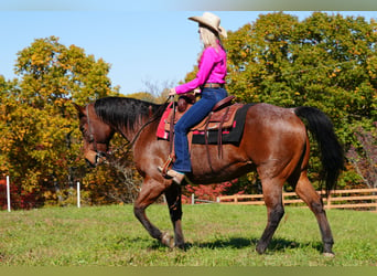 American Quarter Horse, Castrone, 12 Anni, 157 cm, Baio roano