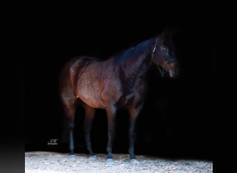American Quarter Horse, Castrone, 12 Anni, 157 cm, Baio roano