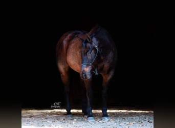 American Quarter Horse, Castrone, 12 Anni, 157 cm, Baio roano