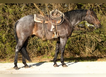American Quarter Horse, Castrone, 12 Anni, 157 cm, Baio roano