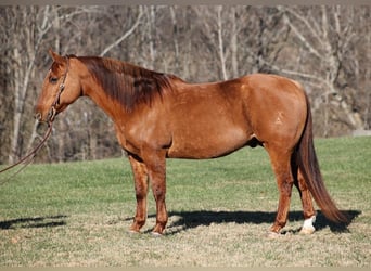 American Quarter Horse, Castrone, 12 Anni, 157 cm, Falbo