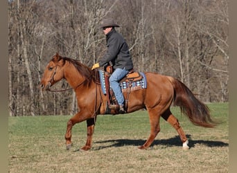 American Quarter Horse, Castrone, 12 Anni, 157 cm, Falbo