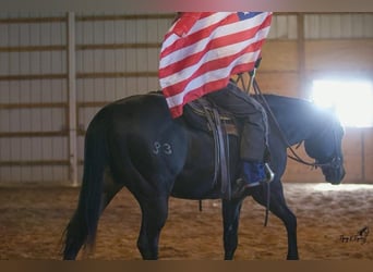 American Quarter Horse, Castrone, 12 Anni, 157 cm, Morello