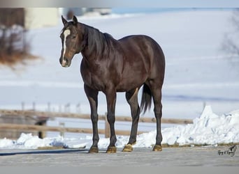 American Quarter Horse, Castrone, 12 Anni, 157 cm, Morello