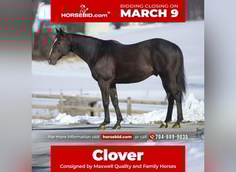 American Quarter Horse, Castrone, 12 Anni, 157 cm, Morello