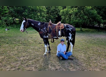 American Quarter Horse, Castrone, 12 Anni, 157 cm, Overo-tutti i colori