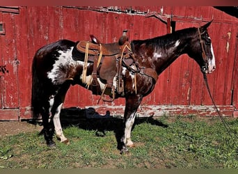 American Quarter Horse, Castrone, 12 Anni, 157 cm, Overo-tutti i colori
