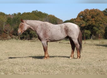American Quarter Horse, Castrone, 12 Anni, 157 cm, Roano rosso