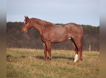 American Quarter Horse, Castrone, 12 Anni, 157 cm, Roano rosso