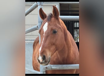 American Quarter Horse, Castrone, 12 Anni, 159 cm, Sauro