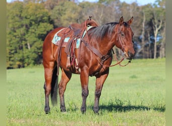 American Quarter Horse, Castrone, 12 Anni, 160 cm, Baio ciliegia