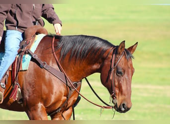 American Quarter Horse, Castrone, 12 Anni, 160 cm, Baio ciliegia