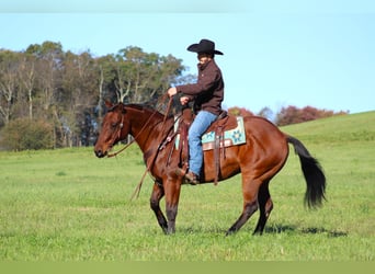 American Quarter Horse, Castrone, 12 Anni, 160 cm, Baio ciliegia