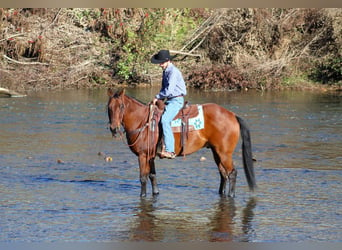 American Quarter Horse, Castrone, 12 Anni, 160 cm, Baio ciliegia