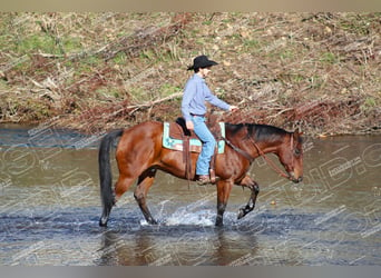 American Quarter Horse, Castrone, 12 Anni, 160 cm, Baio ciliegia