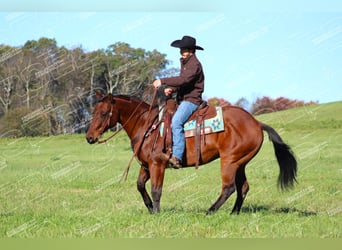 American Quarter Horse, Castrone, 12 Anni, 160 cm, Baio ciliegia