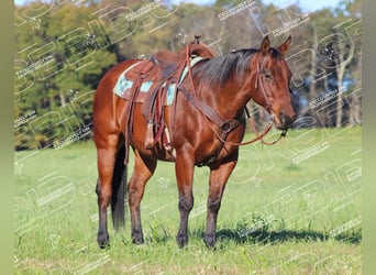 American Quarter Horse, Castrone, 12 Anni, 160 cm, Baio ciliegia