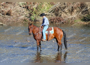 American Quarter Horse, Castrone, 12 Anni, 160 cm, Baio ciliegia