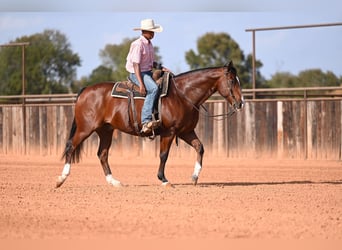 American Quarter Horse, Castrone, 12 Anni, 160 cm, Baio ciliegia