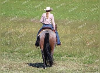 American Quarter Horse, Castrone, 12 Anni, 160 cm, Baio roano