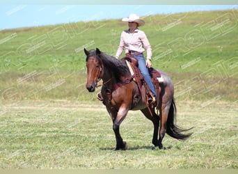 American Quarter Horse, Castrone, 12 Anni, 160 cm, Baio roano