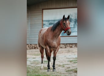 American Quarter Horse, Castrone, 12 Anni, 160 cm, Baio roano