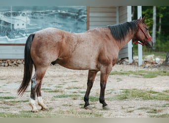 American Quarter Horse, Castrone, 12 Anni, 160 cm, Baio roano