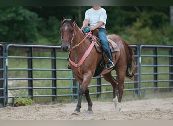 American Quarter Horse, Castrone, 12 Anni, 160 cm, Baio roano