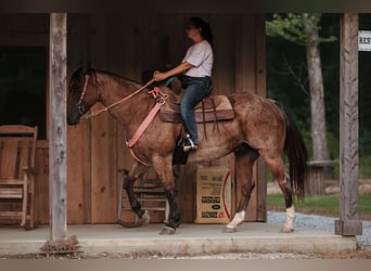 American Quarter Horse, Castrone, 12 Anni, 160 cm, Baio roano