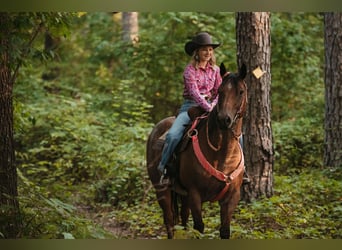 American Quarter Horse, Castrone, 12 Anni, 160 cm, Baio roano