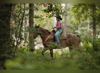 American Quarter Horse, Castrone, 12 Anni, 160 cm, Baio roano