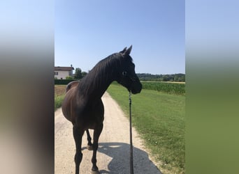 American Quarter Horse, Castrone, 12 Anni, 160 cm, Morello