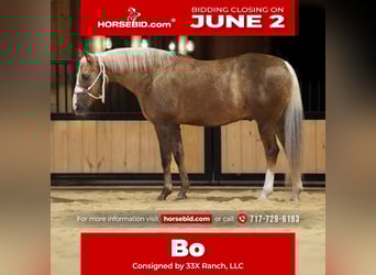 American Quarter Horse, Castrone, 12 Anni, 160 cm, Palomino
