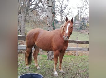American Quarter Horse, Castrone, 12 Anni, 160 cm, Sauro