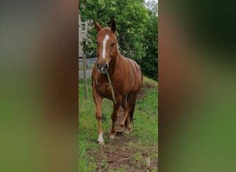 American Quarter Horse, Castrone, 12 Anni, 160 cm, Sauro