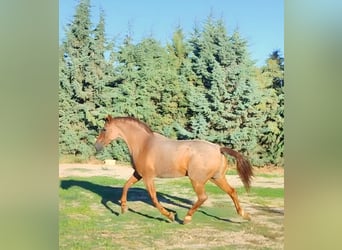 American Quarter Horse Mix, Castrone, 12 Anni, 162 cm, Roano rosso