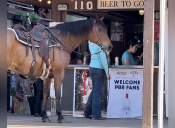American Quarter Horse, Castrone, 12 Anni, 163 cm, Baio ciliegia