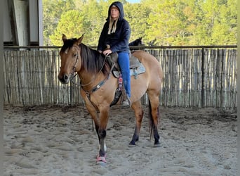 American Quarter Horse, Castrone, 12 Anni, 163 cm, Falbo