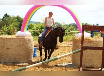 American Quarter Horse, Castrone, 12 Anni, 163 cm, Morello