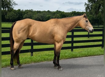 American Quarter Horse, Castrone, 12 Anni, 163 cm, Pelle di daino