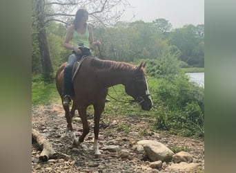 American Quarter Horse, Castrone, 12 Anni, 163 cm, Sauro ciliegia