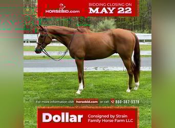American Quarter Horse, Castrone, 12 Anni, 163 cm, Sauro ciliegia
