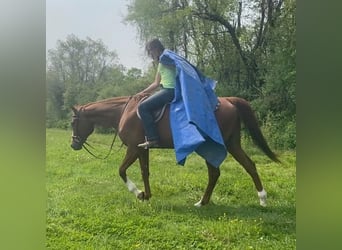 American Quarter Horse, Castrone, 12 Anni, 163 cm, Sauro ciliegia