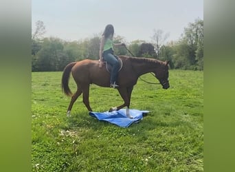 American Quarter Horse, Castrone, 12 Anni, 163 cm, Sauro ciliegia